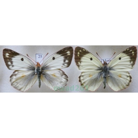 Colias hyale (Linnaeus, 1758) pair Szlaczkoń siarecznik Czech25